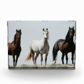 Young Wild Stallions Fotoblokken (Voorkant)