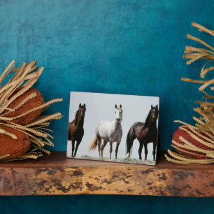 Young Wild Stallions Fotoplaat