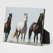 Young Wild Stallions Fotoplaat (Zijkant)