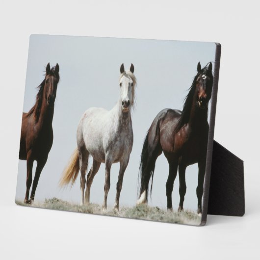 Young Wild Stallions Fotoplaat (Zijkant)