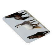 Young Wild Stallions Magneet (Rechterzijde)