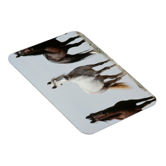 Young Wild Stallions Magneet (Rechterzijde)