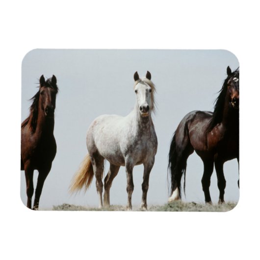 Young Wild Stallions Magneet (Horizontaal)