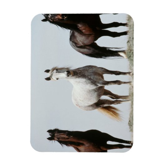 Young Wild Stallions Magneet (Verticaal)