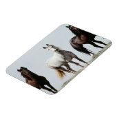 Young Wild Stallions Magneet (Linkerzijde)