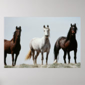 Young Wild Stallions Poster (Voorkant)