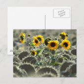 Young Yellow Sunflower Briefkaart (Voorkant / Achterkant)