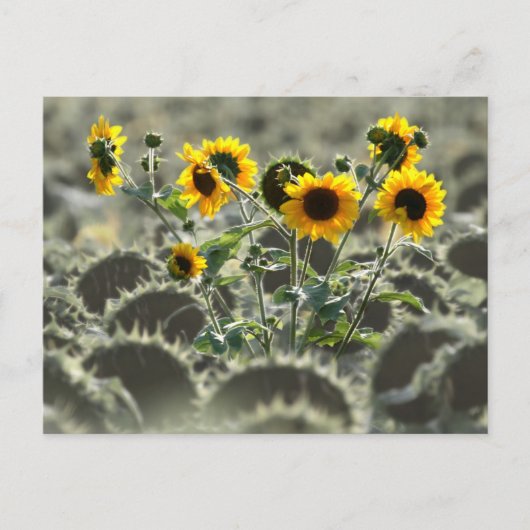 Young Yellow Sunflower Briefkaart (Voorkant)