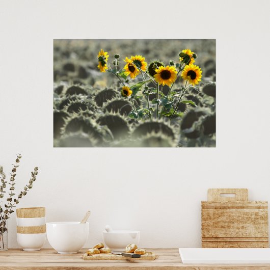 Young Yellow Sunflower Poster (Keuken)