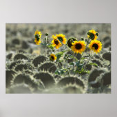 Young Yellow Sunflower Poster (Voorkant)