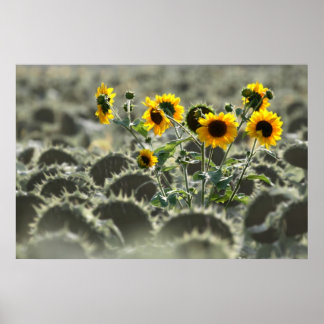 Young Yellow Sunflower Poster