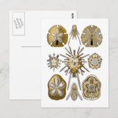 Young Zee Urchins Briefkaart (Voorkant / Achterkant)