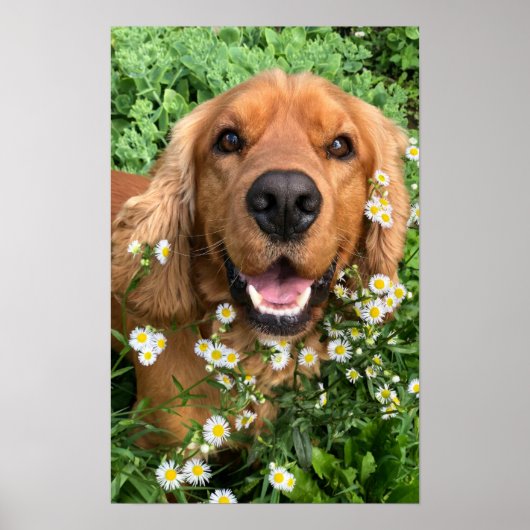 Your Dog Image Here Poster (Voorkant)