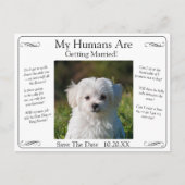 Your Pet Photo Save The Date Black White Infinity Briefkaart (Voorkant)