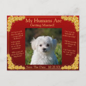 Your Pet Photo Save The Date Gold Roses Maroon Red Briefkaart (Voorkant)