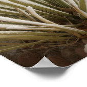 Yucca bedekt met rijp in de winter poster (Hoek)