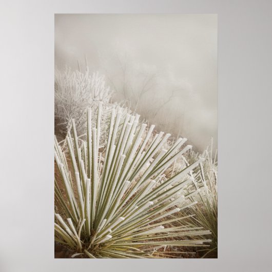 Yucca bedekt met rijp in de winter poster (Voorkant)