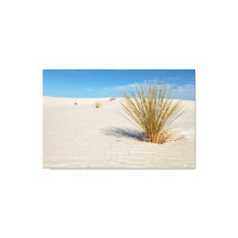 Yucca bij White Sands
