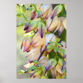 yucca bloemen poster (Voorkant)