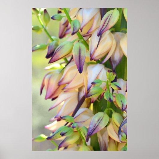 yucca bloemen poster (Voorkant)