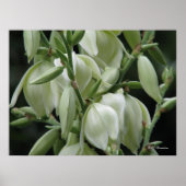 Yucca Blooms Poster (Voorkant)