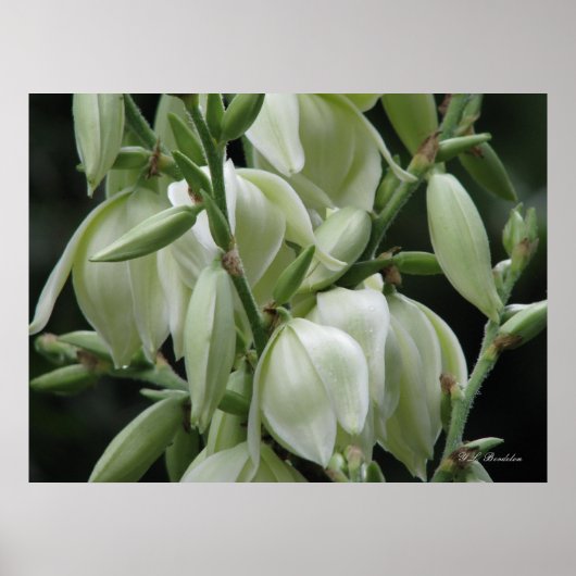 Yucca Blooms Poster (Voorkant)
