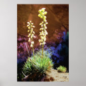 Yucca Flowers in Capitolreef Poster (Voorkant)