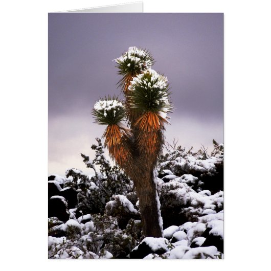 Yucca in de sneeuw, Black Mountain Henderson Nevad (Voorkant)