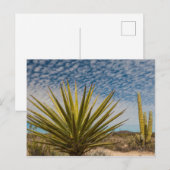 Yucca in de woestijn, Mexico Briefkaart (Voorkant / Achterkant)