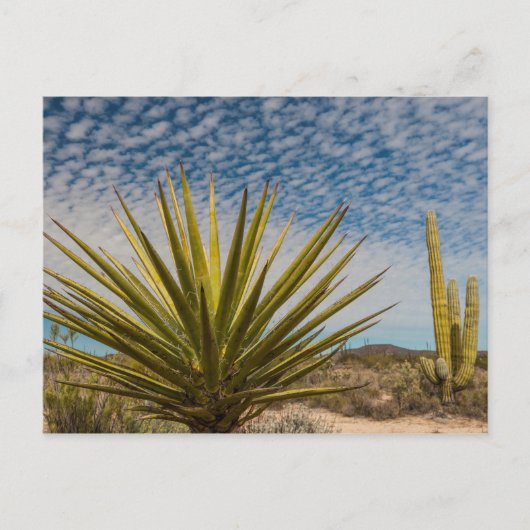 Yucca in de woestijn, Mexico Briefkaart (Voorkant)