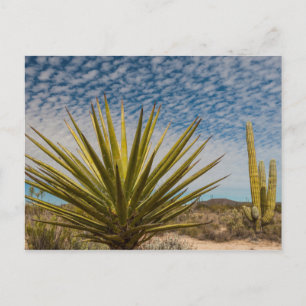 Yucca in de woestijn, Mexico Briefkaart