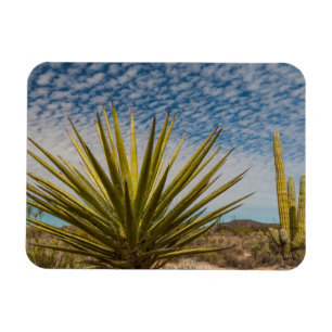 Yucca in de woestijn, Mexico Magneet