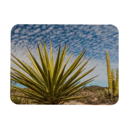 Yucca in de woestijn, Mexico Magneet (Horizontaal)