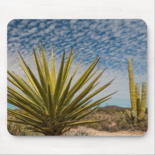 Yucca in de woestijn, Mexico Muismat