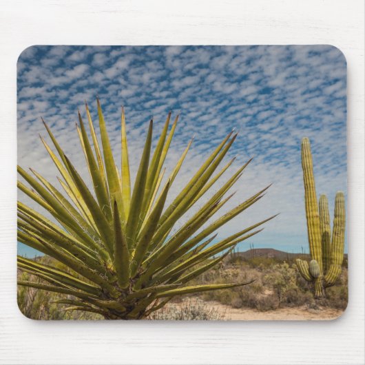 Yucca in de woestijn, Mexico Muismat (Voorkant)