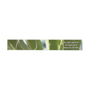 Yucca laat groene Natuur fotografie