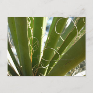Yucca laat groene Natuur fotografie Briefkaart