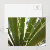 Yucca laat groene Natuur fotografie Briefkaart (Voorkant / Achterkant)