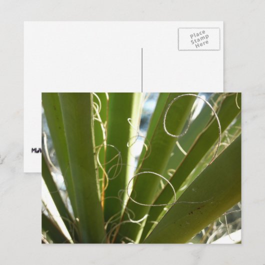 Yucca laat groene Natuur fotografie Briefkaart (Voorkant / Achterkant)