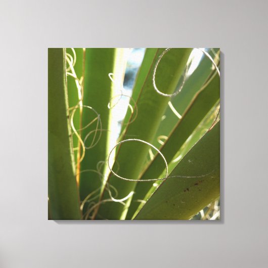 Yucca laat groene Natuur fotografie Canvas Afdruk (Voorkant)