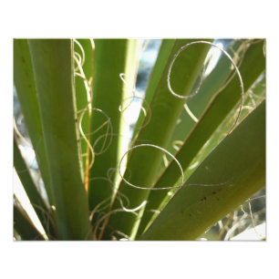 Yucca laat groene Natuur fotografie Foto Afdruk
