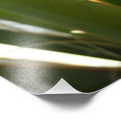 Yucca laat groene Natuur fotografie Foto Afdruk (Hoek)