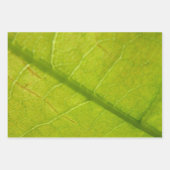 Yucca laat groene Natuur fotografie Inpakpapier Vel (Voorkant 3)