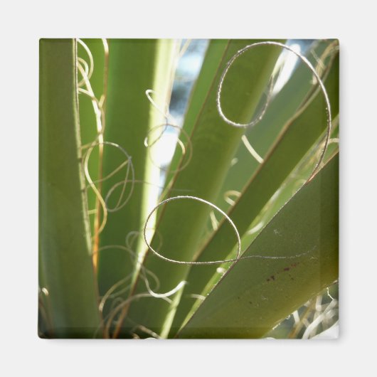 Yucca laat groene Natuur fotografie Magneet (Voorkant)