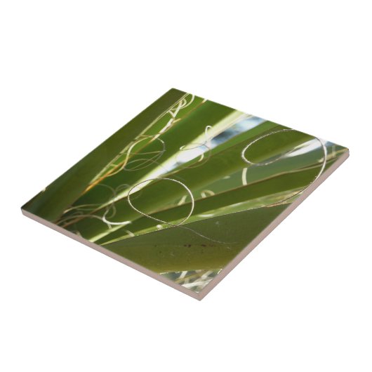 Yucca laat groene Natuur fotografie Tegeltje (Zijkant)