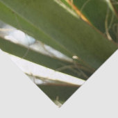 Yucca laat groene Natuur fotografie Tissuepapier (Detail)