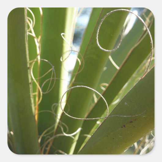 Yucca laat groene Natuur fotografie Vierkante Sticker (Voorkant)