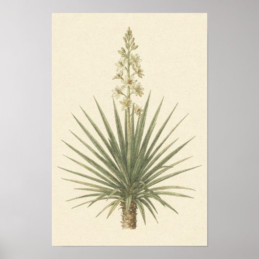 Yucca Plant Botanische Poster (Voorkant)