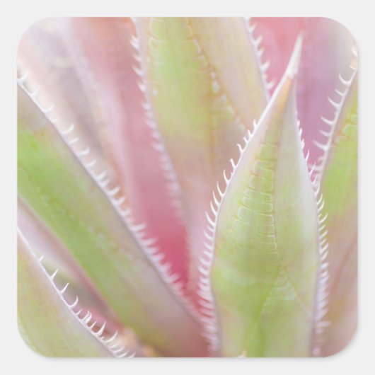 Yucca plant close-up vierkante sticker (Voorkant)