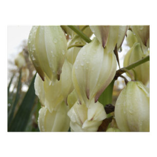 Yucca Plant Foto Afdruk